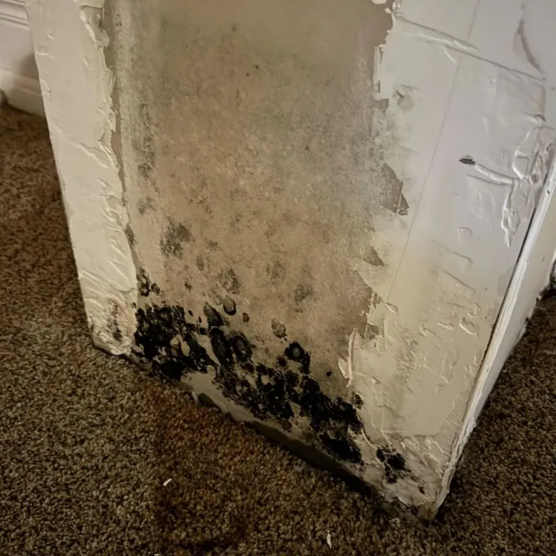 Professional Mold Removal in Mentor-on-the-Lake, OH